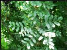 	Caragana Arborescens Extract 
